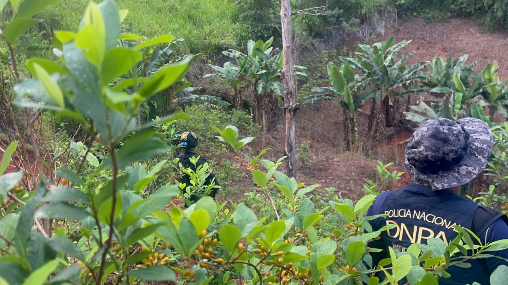 plantaciones