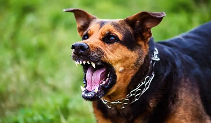 perro