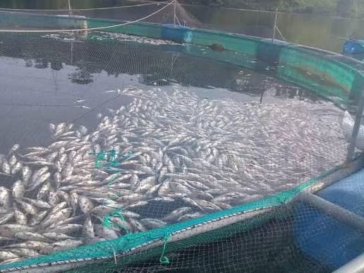 peces muertos agua