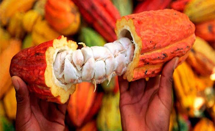 cacao fruta manos