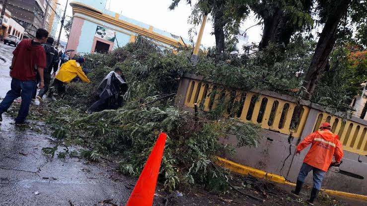 personas arbol caido