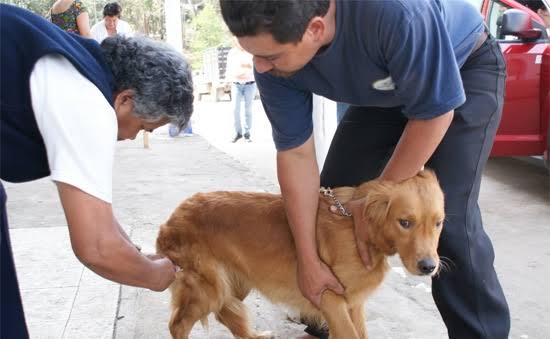 personas humanos perros