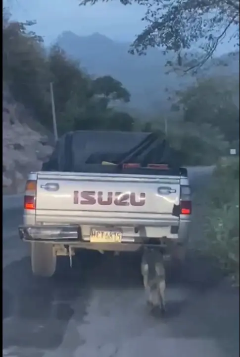 Perro jalado por conductor