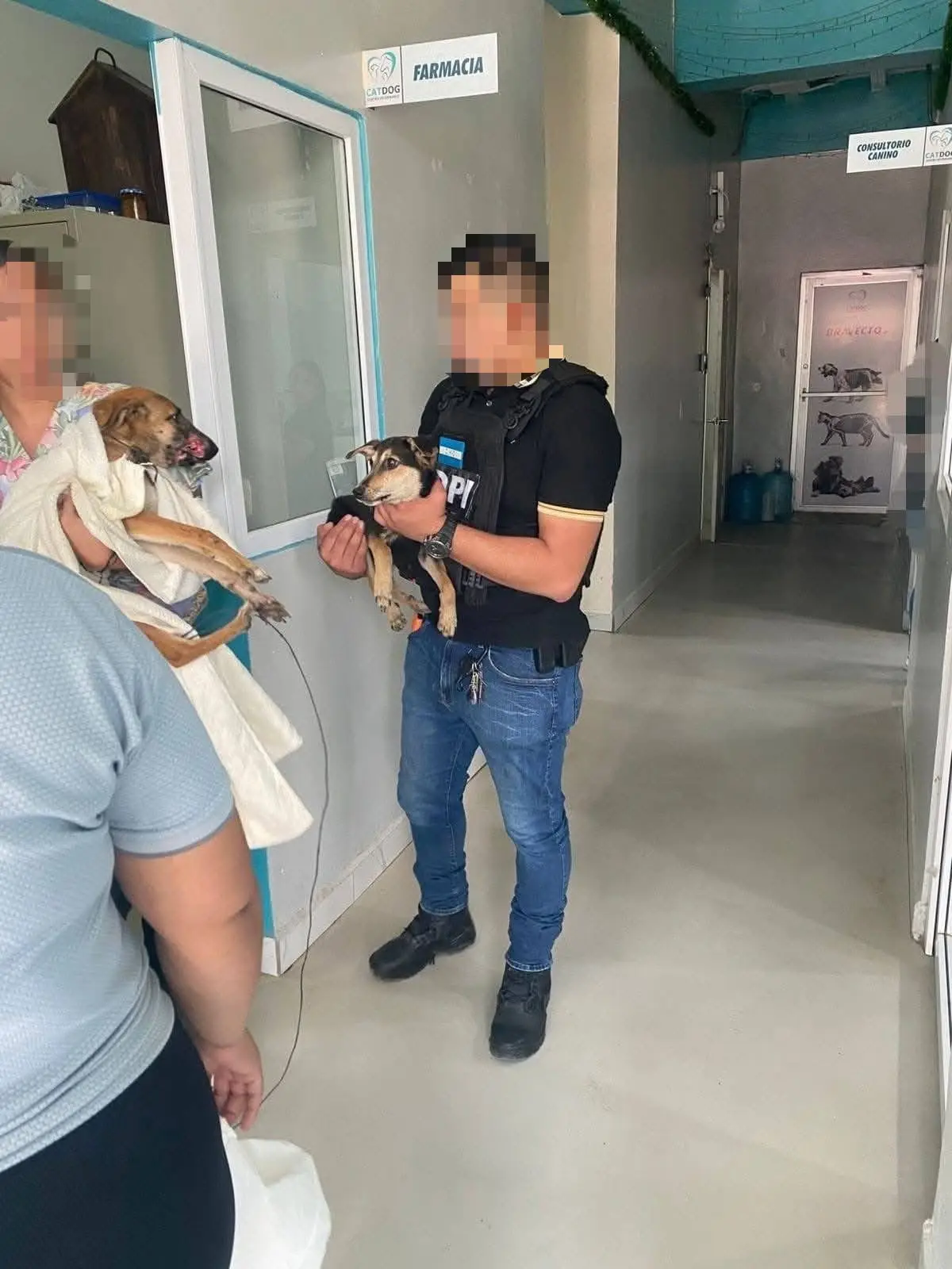 Perritos rescatados por la DPI  