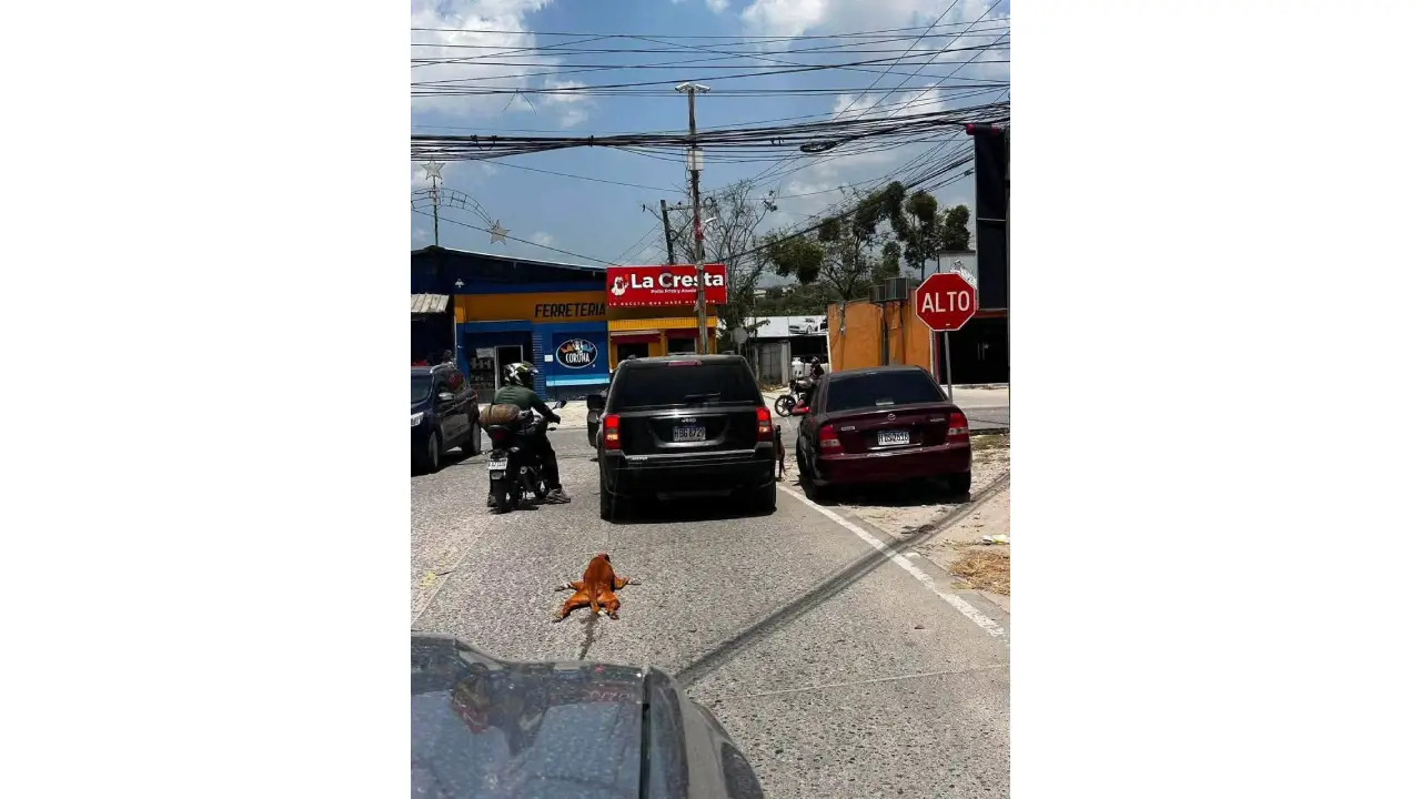 Imagen captada por ciudadanos cuando el perro era arrastrado por la camioneta que conducía el dueño del animal.