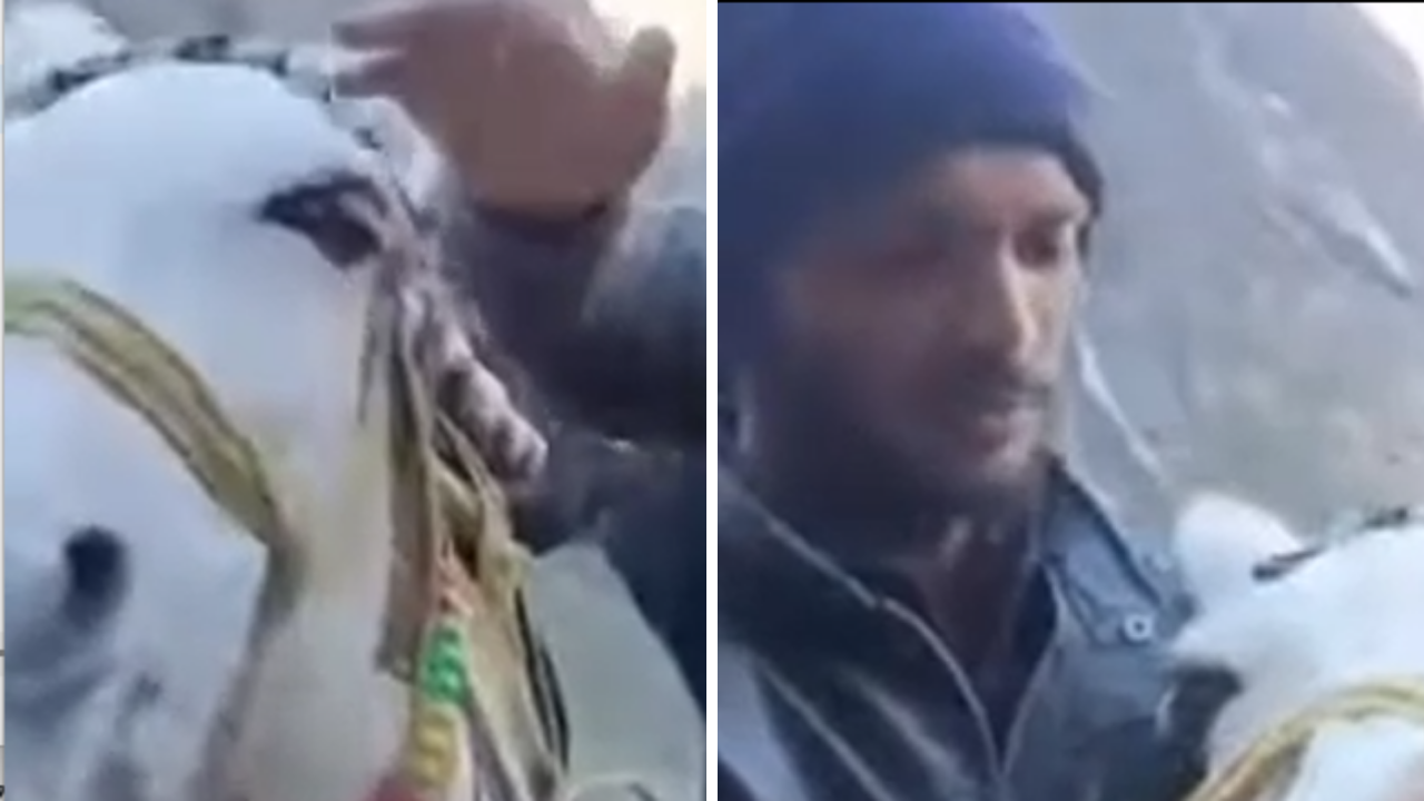 Inaceptable: dos personas ponen a inhalar hachís a un burro Imagen de Inaceptable: dos personas ponen a inhalar hachís a un burro