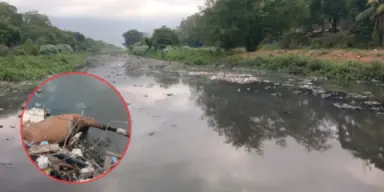 Imagen de Hasta caballos muertos lanzan a los ríos en San Pedro Sula