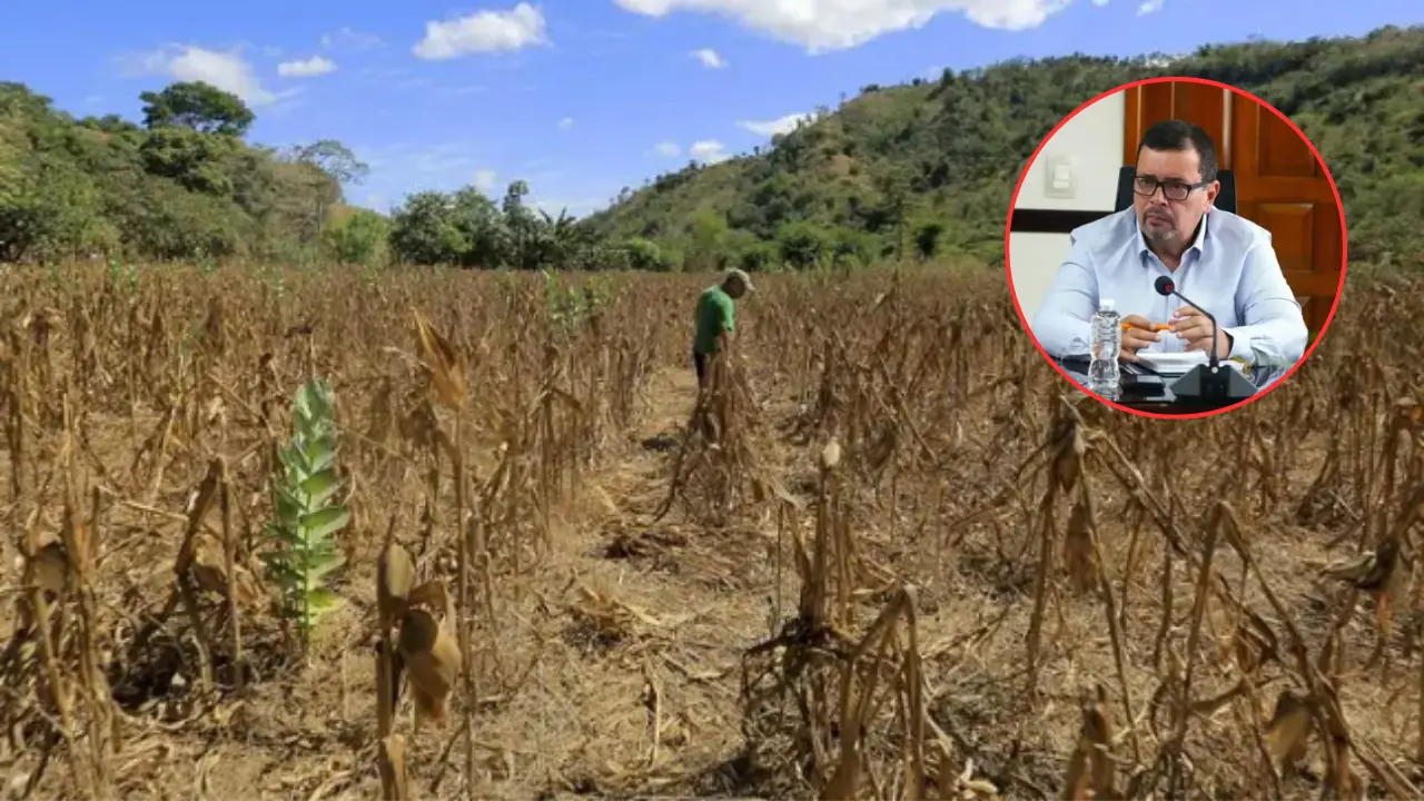 SAG advierte que se perderá la siembra del Corredor Seco, pero descarta escasez de granos Imagen de SAG advierte que se perderá la siembra del Corredor Seco, pero descarta escasez de granos