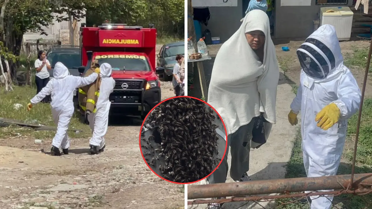 Familia es atacada por enjambre de abejas y niño de 3 años termina hospitalizado Imagen de Familia es atacada por enjambre de abejas y niño de 3 años termina hospitalizado