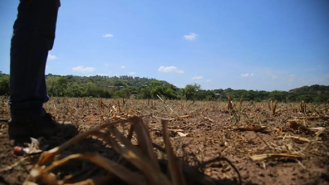 Gobierno entrega bonos y alimentos para enfrentar la sequía en Honduras Imagen de Gobierno entrega bonos y alimentos para enfrentar la sequía en Honduras