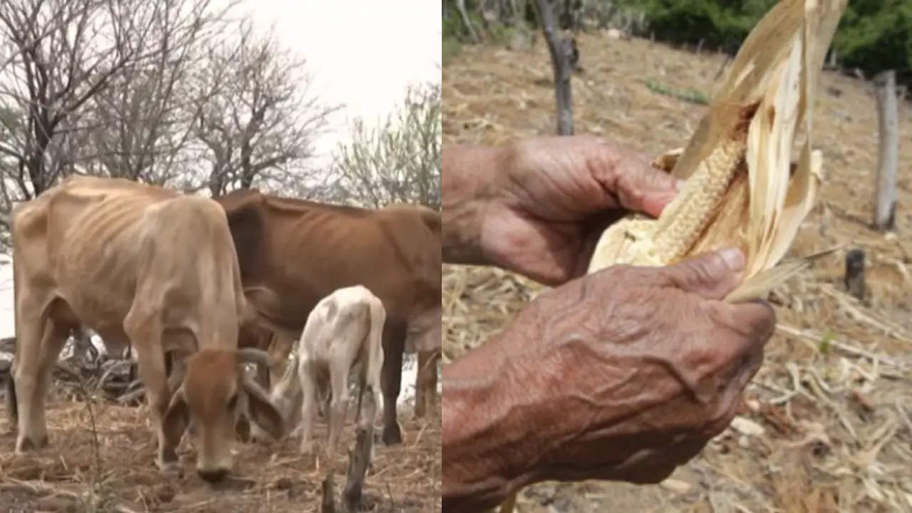 Sequía deja ganado muerto y pérdidas de hasta 3 millones de quintales de granos Imagen de Sequía deja ganado muerto y pérdidas de hasta 3 millones de quintales de granos