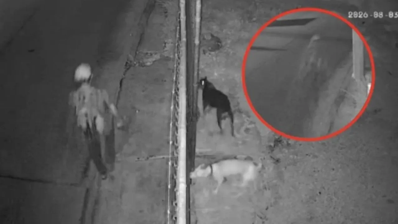 ¿Alma en pena? Cámara capta a hombre 'desaparecer' en plena calle Imagen de ¿Alma en pena? Cámara capta a hombre 'desaparecer' en plena calle