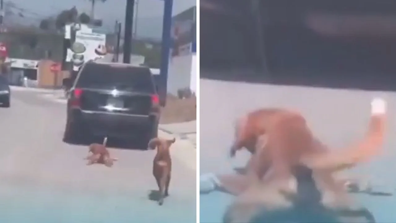 ¡Indignante! Conductor arrastró a un perro con su vehículo en Choloma Imagen de ¡Indignante! Conductor arrastró a un perro con su vehículo en Choloma