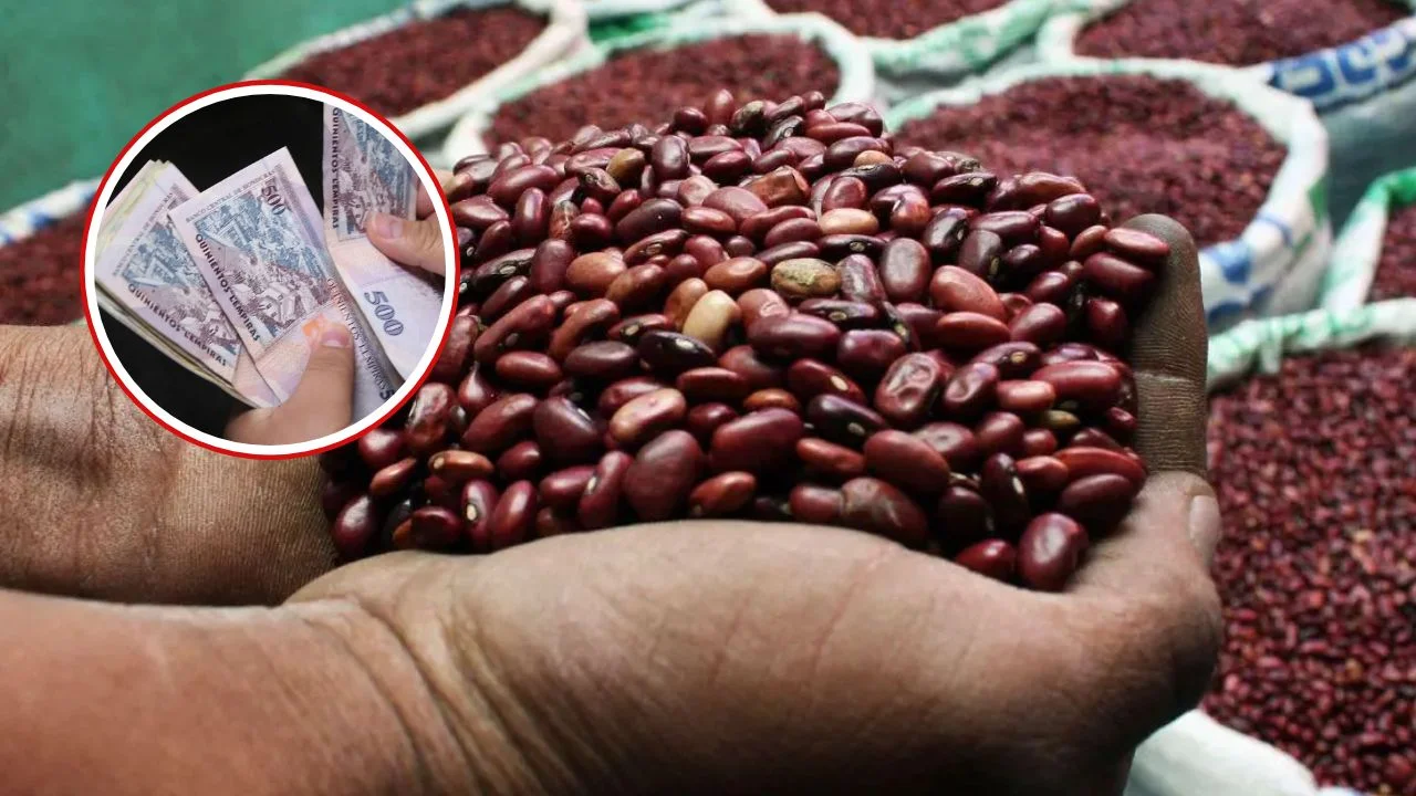 Gobierno libera 120 mil quintales de frijol a 18 lempiras la libra Imagen de Gobierno libera 120 mil quintales de frijol a 18 lempiras la libra