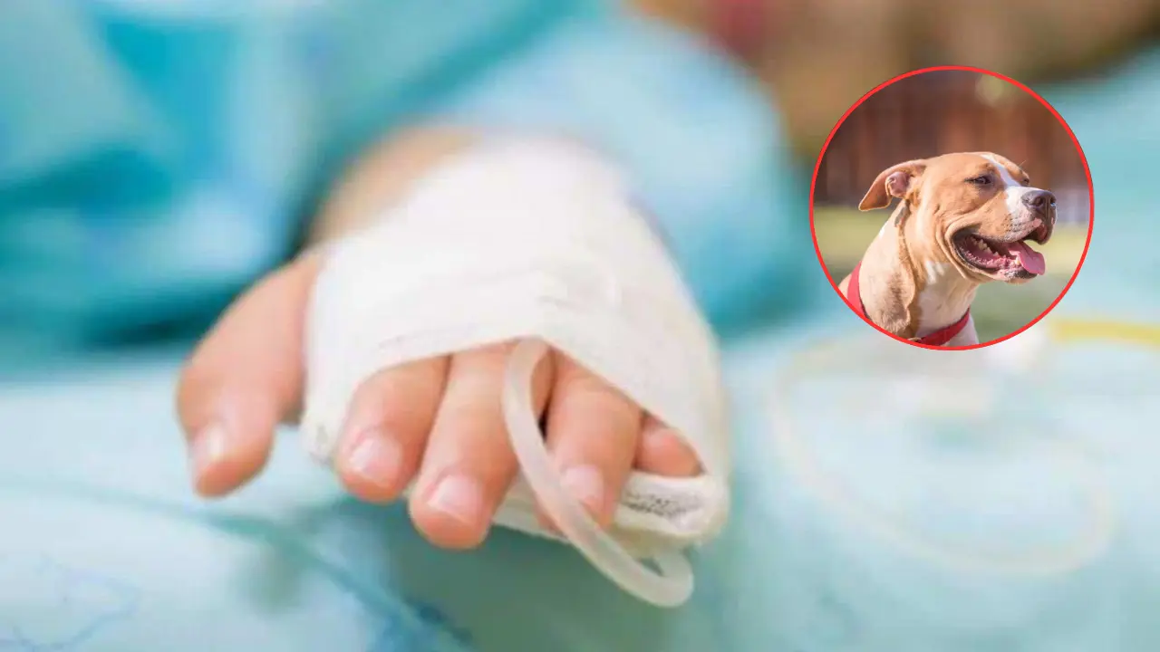 Imagen de Niña de 2 años permanece hospitalizada tras ser atacada por un perro en Copán