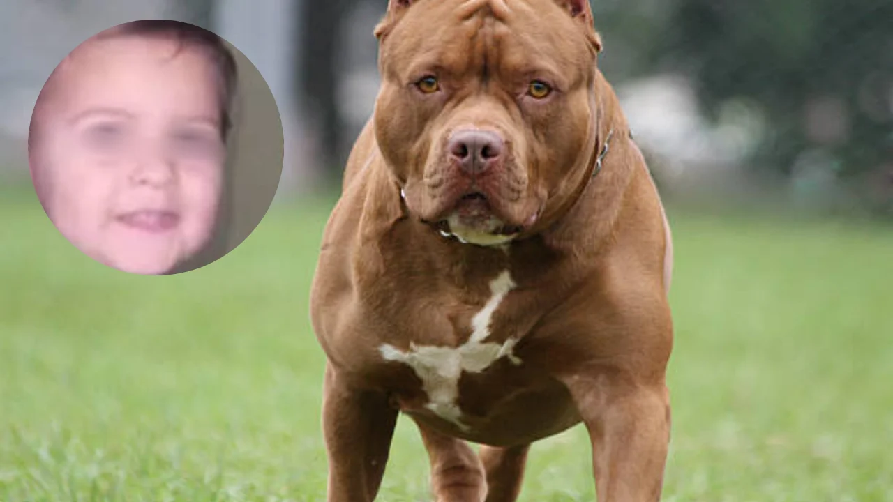 Niño de 3 años muere tras ser atacado por el pitbull de un vecino Imagen de Niño de 3 años muere tras ser atacado por el pitbull de un vecino