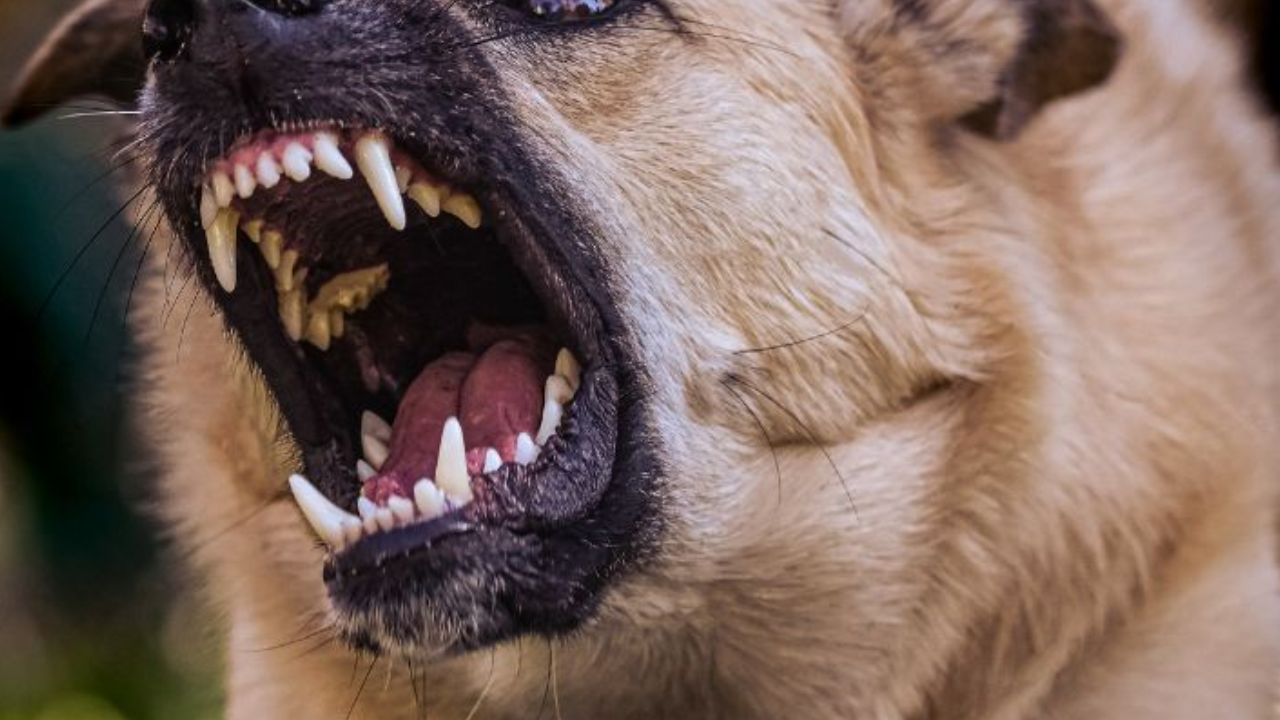 'Me voy a morir, ¡ayuda!': gritos de menor atacado por perro Imagen de 'Me voy a morir, ¡ayuda!': gritos de menor atacado por perro