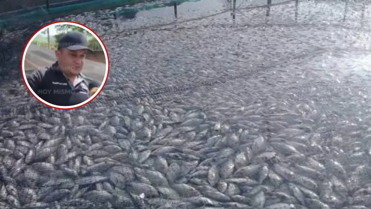 Emprendedor pierde más de L300 mil en tilapia tras apagón en Catacamas Imagen de Emprendedor pierde más de L300 mil en tilapia tras apagón en Catacamas