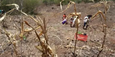 Imagen de Crisis por sequía en Honduras: alcaldes piden auxilio urgente tras perder cosechas