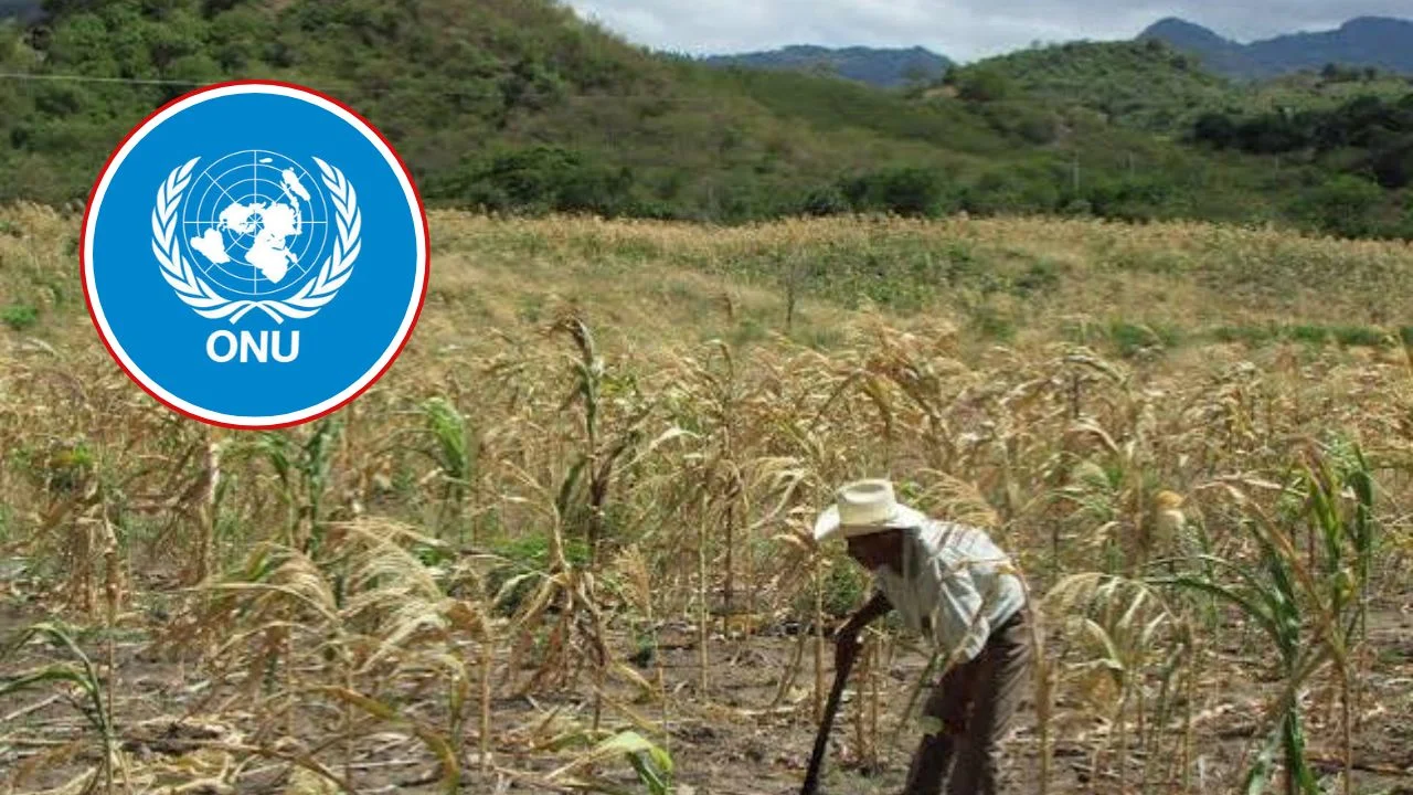 ONU dona más de $80 millones para combatir la sequía en Honduras Imagen de ONU dona más de $80 millones para combatir la sequía en Honduras