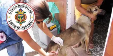 Imagen de Si usted no vacunó a su mascota lo pueden multar: aquí los detalles