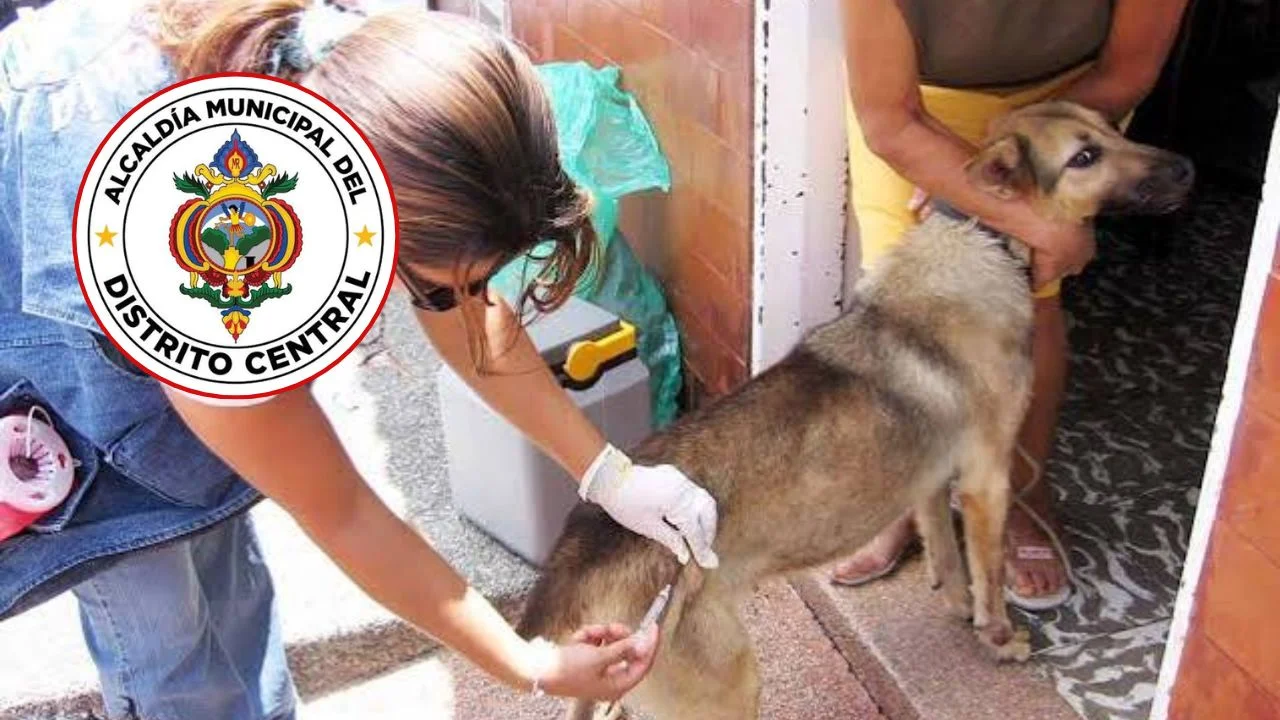 Si usted no vacunó a su mascota lo pueden multar: aquí los detalles Imagen de Si usted no vacunó a su mascota lo pueden multar: aquí los detalles