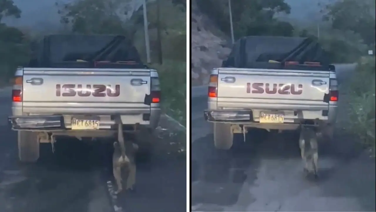 Video: Captan a conductor arrastrando a un perro amarrado a su vehículo Imagen de Video: Captan a conductor arrastrando a un perro amarrado a su vehículo