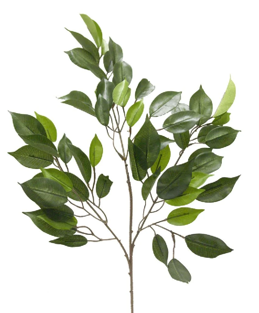 Rama fictus
