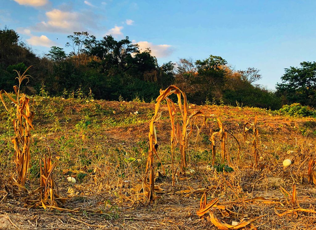 campo seco