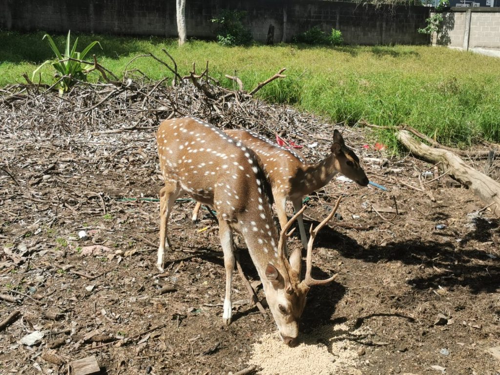animales