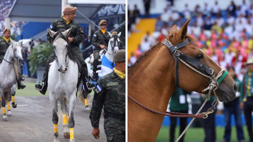 caballos