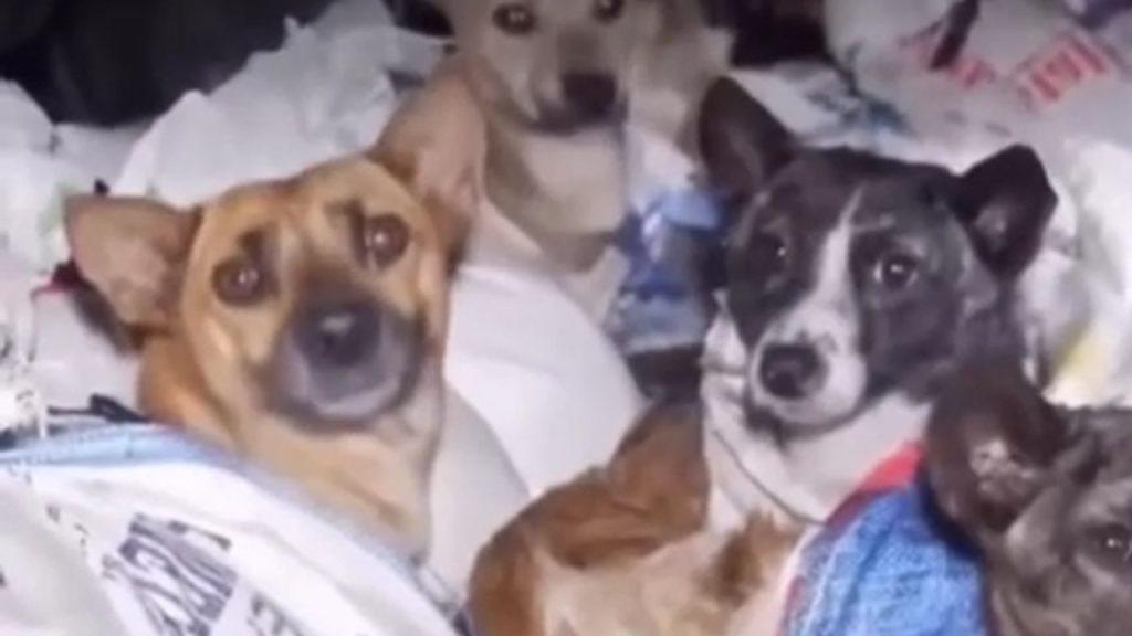 perros