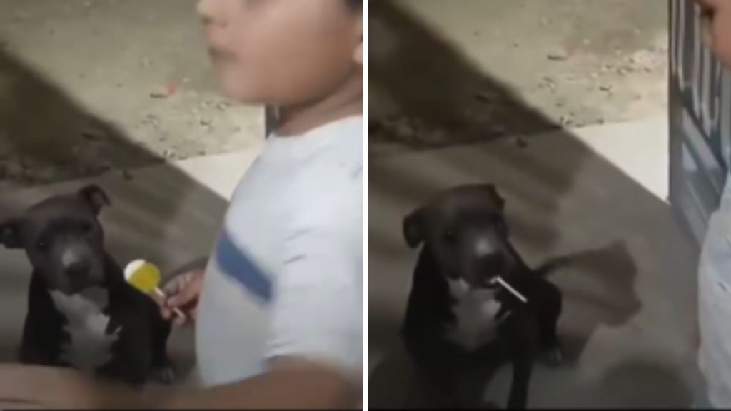 niño perro