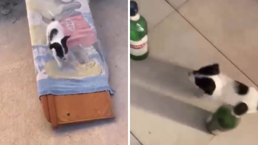 perrita viral