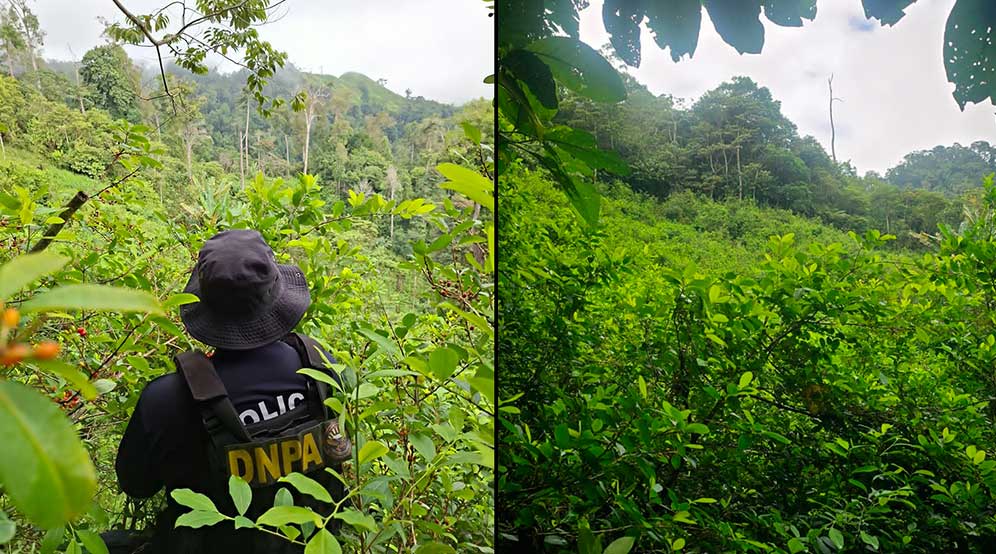 plantaciones de coca