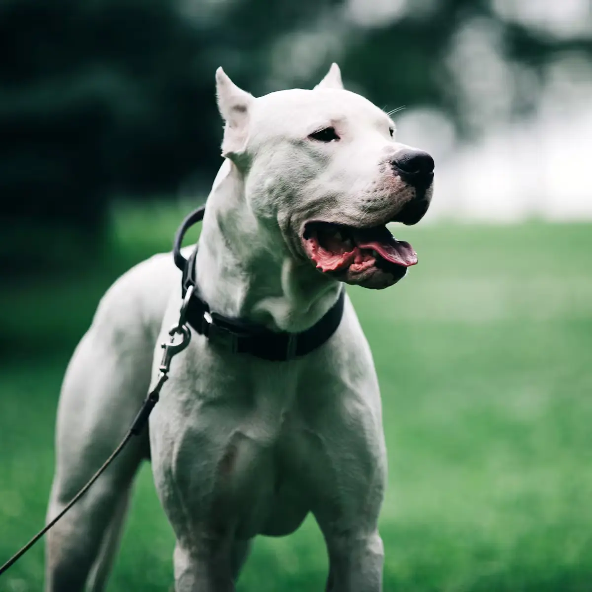 perro