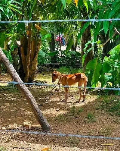 perro amarrado