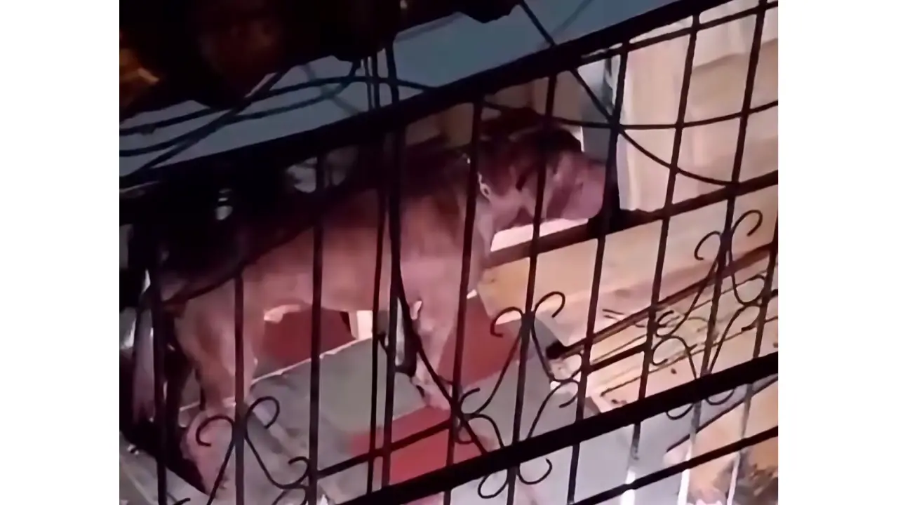 Imagen del perro de raza pitbull que atacó a su dueño en la colonia Hato de Enmedio.