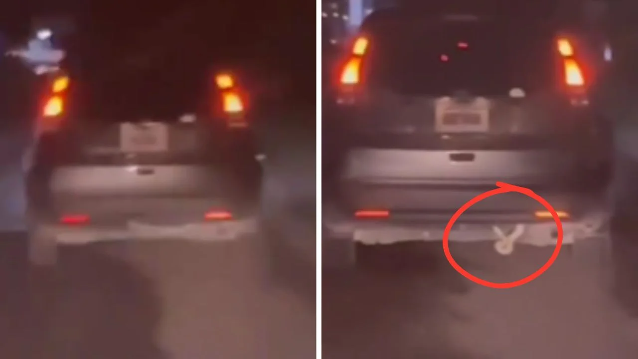 Boa dentro de un vehículo en marcha causó pánico en Santa Bárbara Imagen de Boa dentro de un vehículo en marcha causó pánico en Santa Bárbara