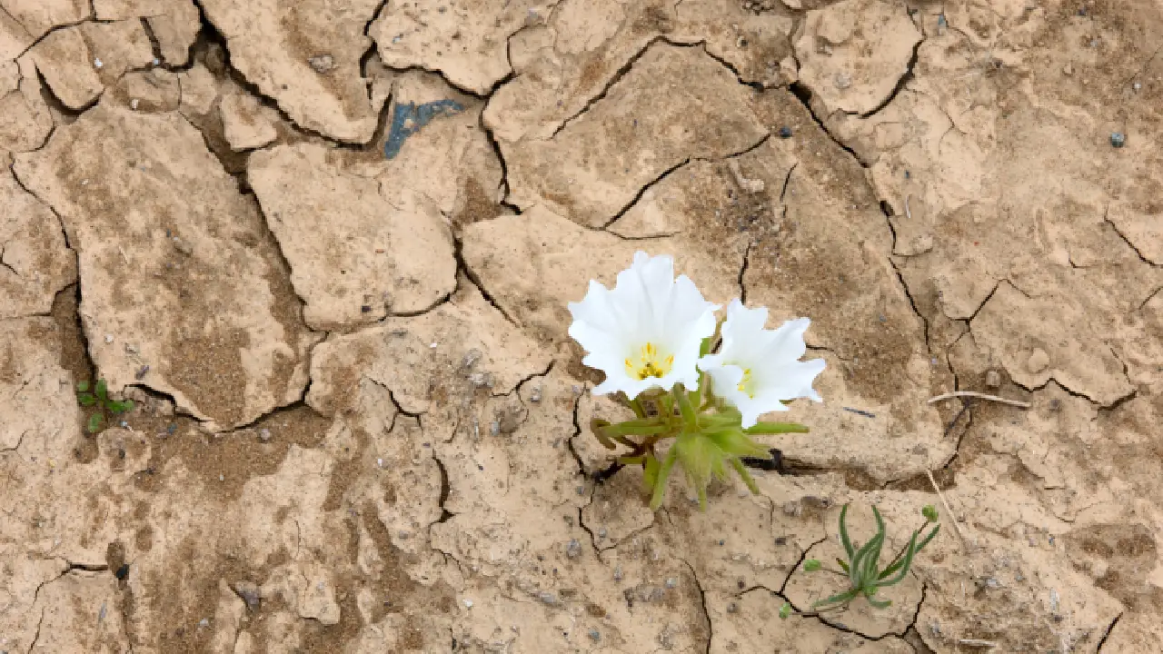 ¿Fin del mundo? Desierto de Atacama florece tras lluvias provocadas por El Niño Imagen de ¿Fin del mundo? Desierto de Atacama florece tras lluvias provocadas por El Niño