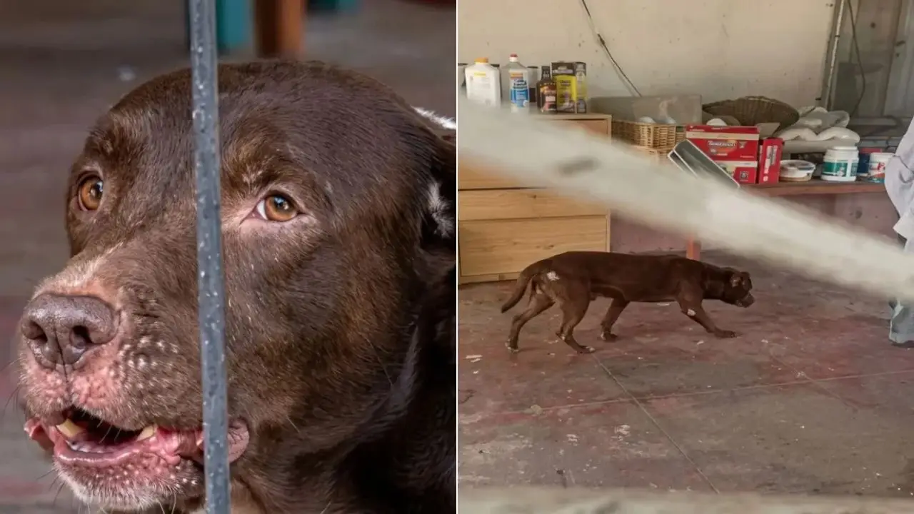 Dueños del pitbull "Brownie" toman decisión tras ataque en San Pedro Sula Imagen de Dueños del pitbull "Brownie" toman decisión tras ataque en San Pedro Sula