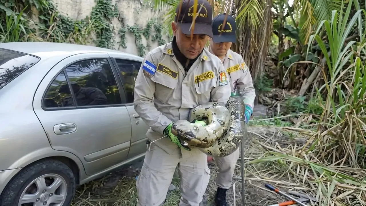 Imagen de Gigantesca boa es encontrada debajo de un vehículo en Tegucigalpa