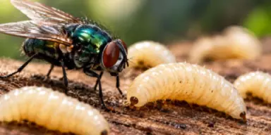 Imagen de En nueve meses, el gusano barrenador ya iguala los casos de todo 2025