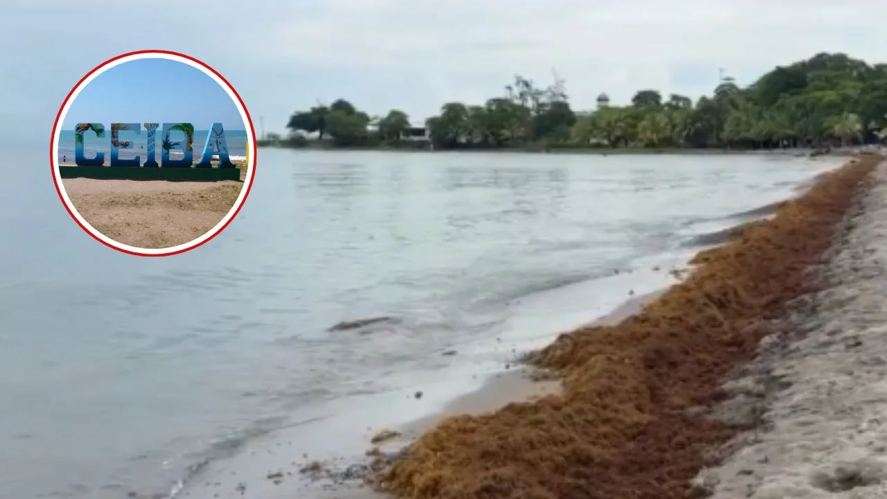 Imagen de Sargazo cubre playas de La Ceiba previo a la Semana Morazánica