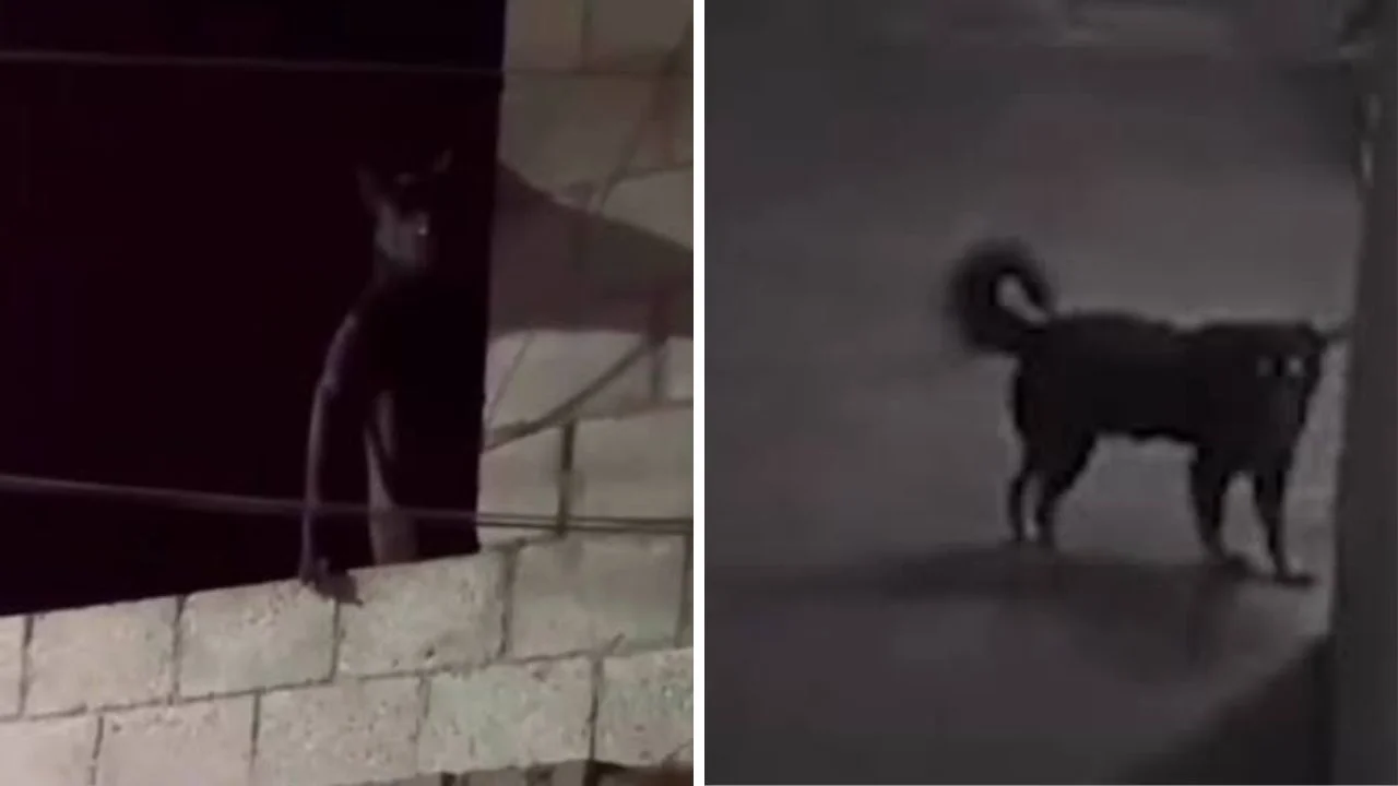 El pueblo que habría puesto cruces de cal por un supuesto ser paranormal Imagen de El pueblo que habría puesto cruces de cal por un supuesto ser paranormal
