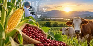 Imagen de Maíz, frijol y ganado: la ciencia busca respuestas para producir más