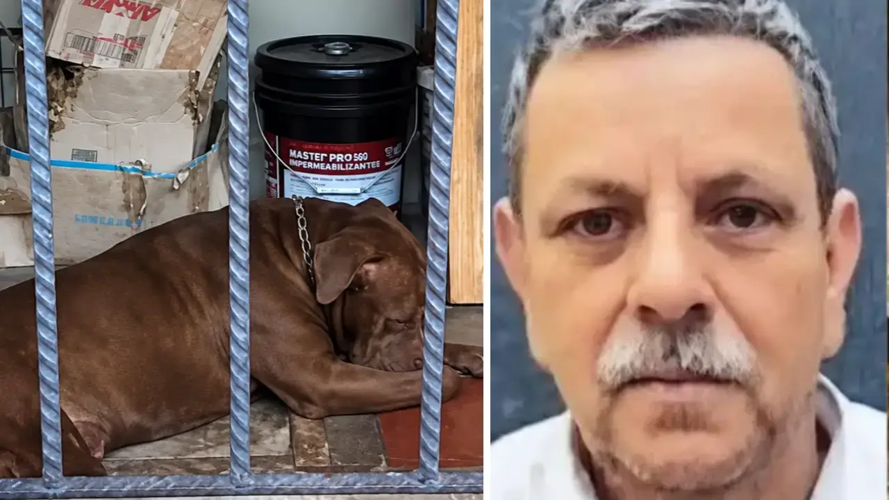 Imagen de Autopsia revela causa de muerte de Alex Maldonado tras ataque de pitbull