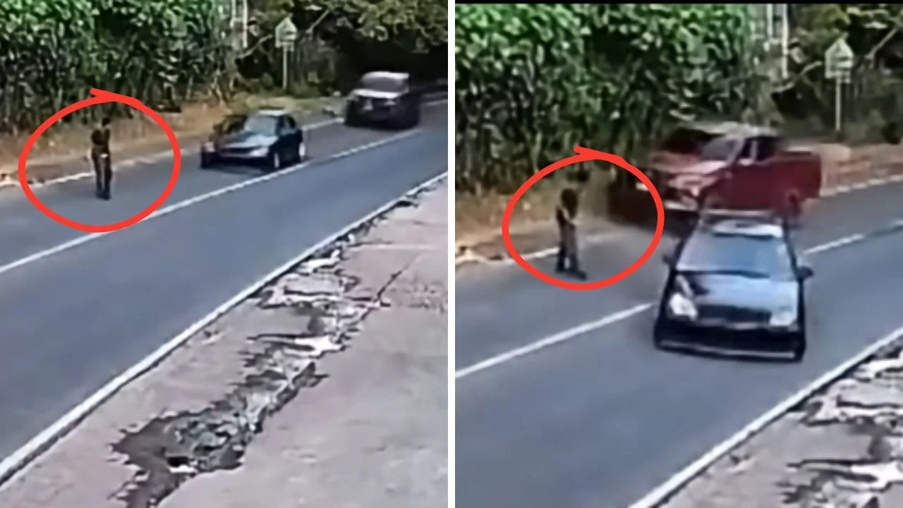 ¡Casi no la cuenta! Peatón se salva de ser arrollado por dos vehículos Imagen de ¡Casi no la cuenta! Peatón se salva de ser arrollado por dos vehículos