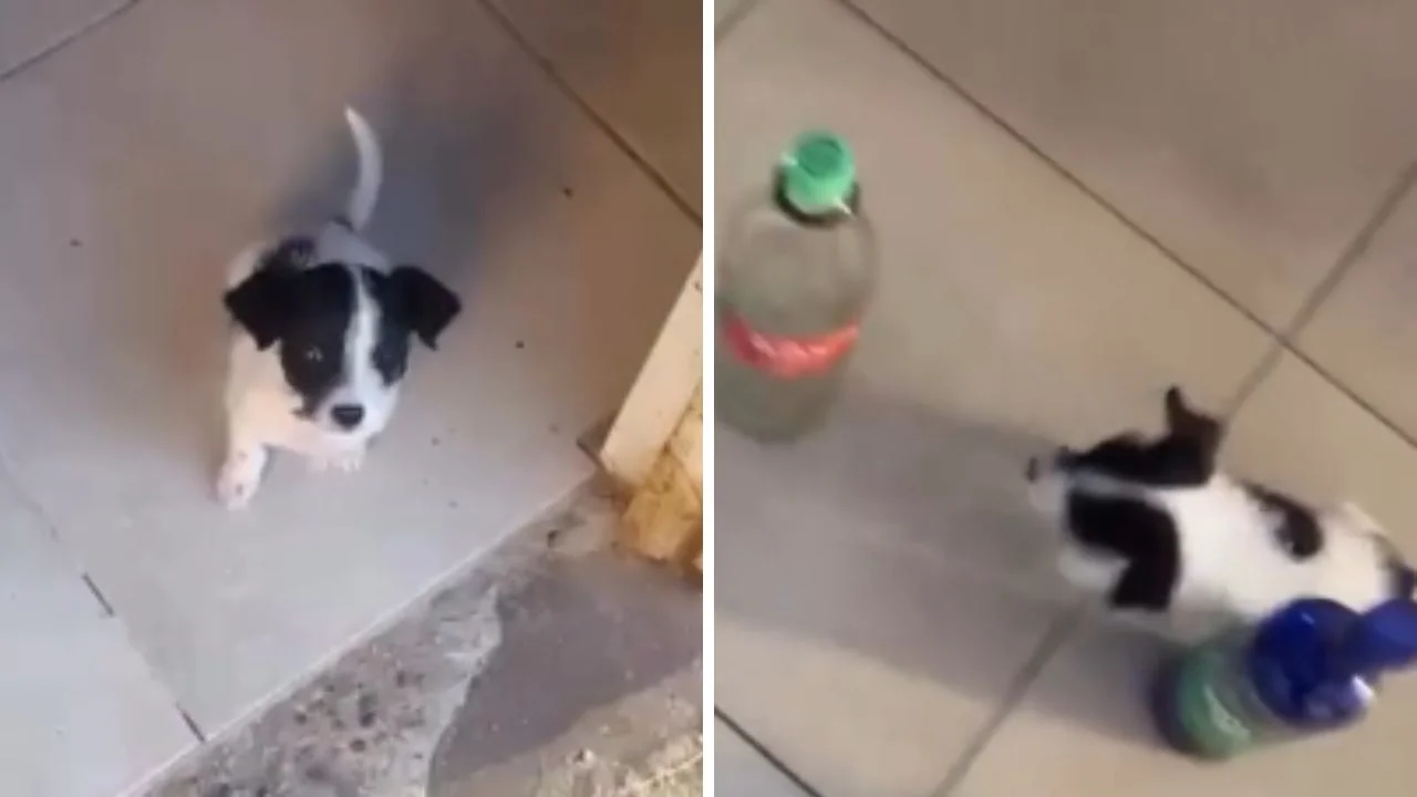 ¡Ternurita! Cachorra acrobática impacta en redes con sus habilidades Imagen de ¡Ternurita! Cachorra acrobática impacta en redes con sus habilidades