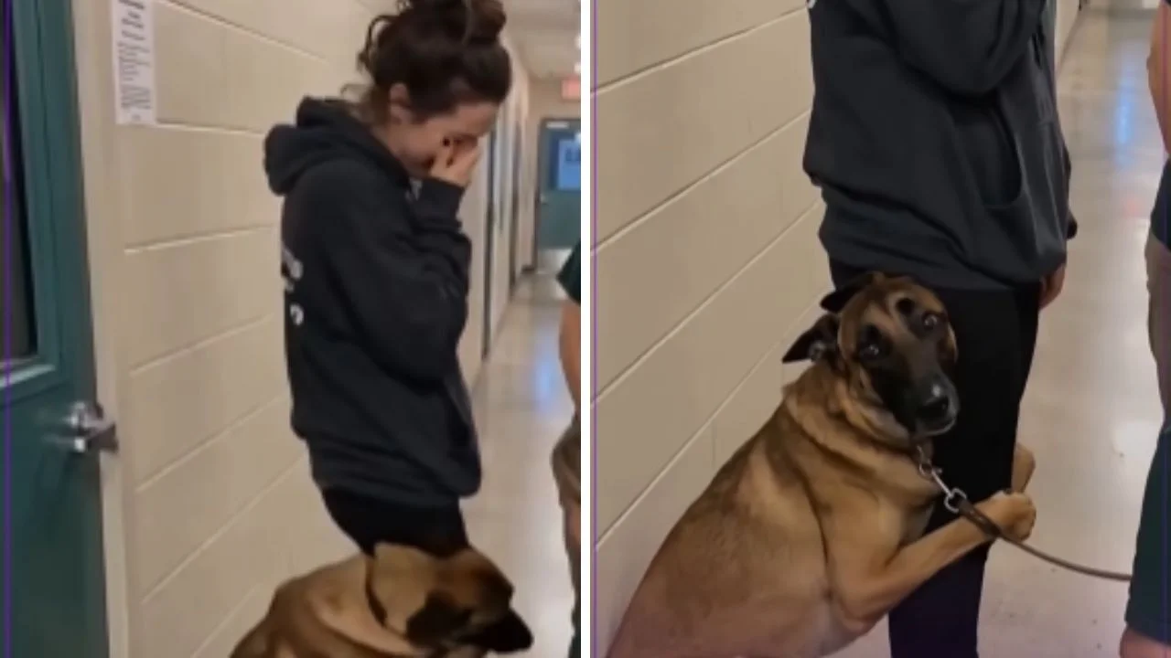 Video viral: perrito devuelto tres veces suplica no ser abandonado Imagen de Video viral: perrito devuelto tres veces suplica no ser abandonado